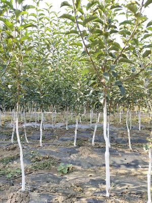 方圆苗木合作社 果树种植实践与乡村发展探索