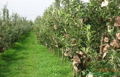 秋季苗木栽植技术要点与果树种植指南