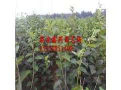 专业柿子苗种植基地 从果树小苗到绿化苗木的全方位供应指南