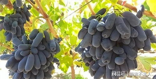 房屋空间有剩余？种植这几种果树，简单易种果实丰满