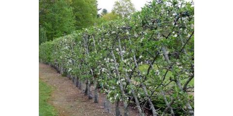 果树种植时节 把握关键期，收获满园香